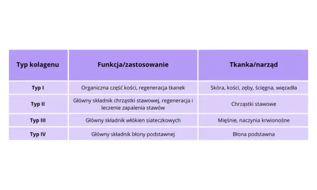 Tabela przedstawia rodzaje kolagenu: Typ I (kości, skóra), Typ II (chrząstki stawowe), Typ III (mięśnie) i Typ IV (błona podstawna), ich funkcje i tkanki.